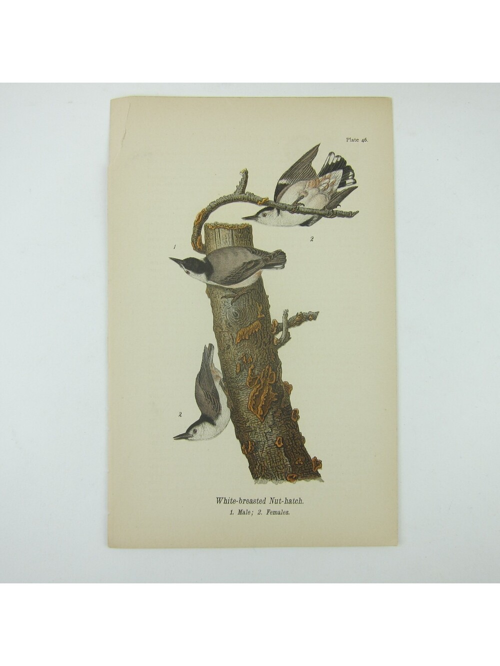 Bird Litho Print White-breasted Nut-hatch after John James Audubon Antique 1890